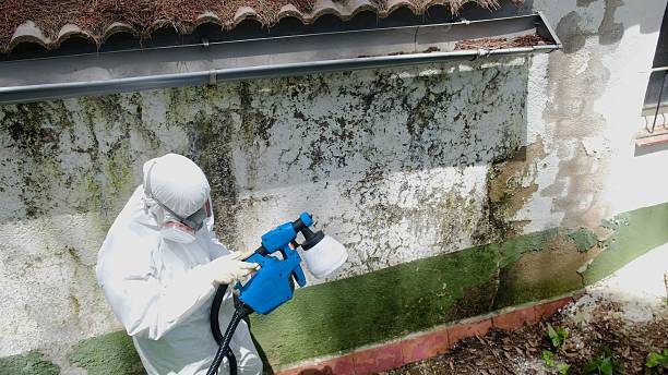 Mold Removal service in Renovo